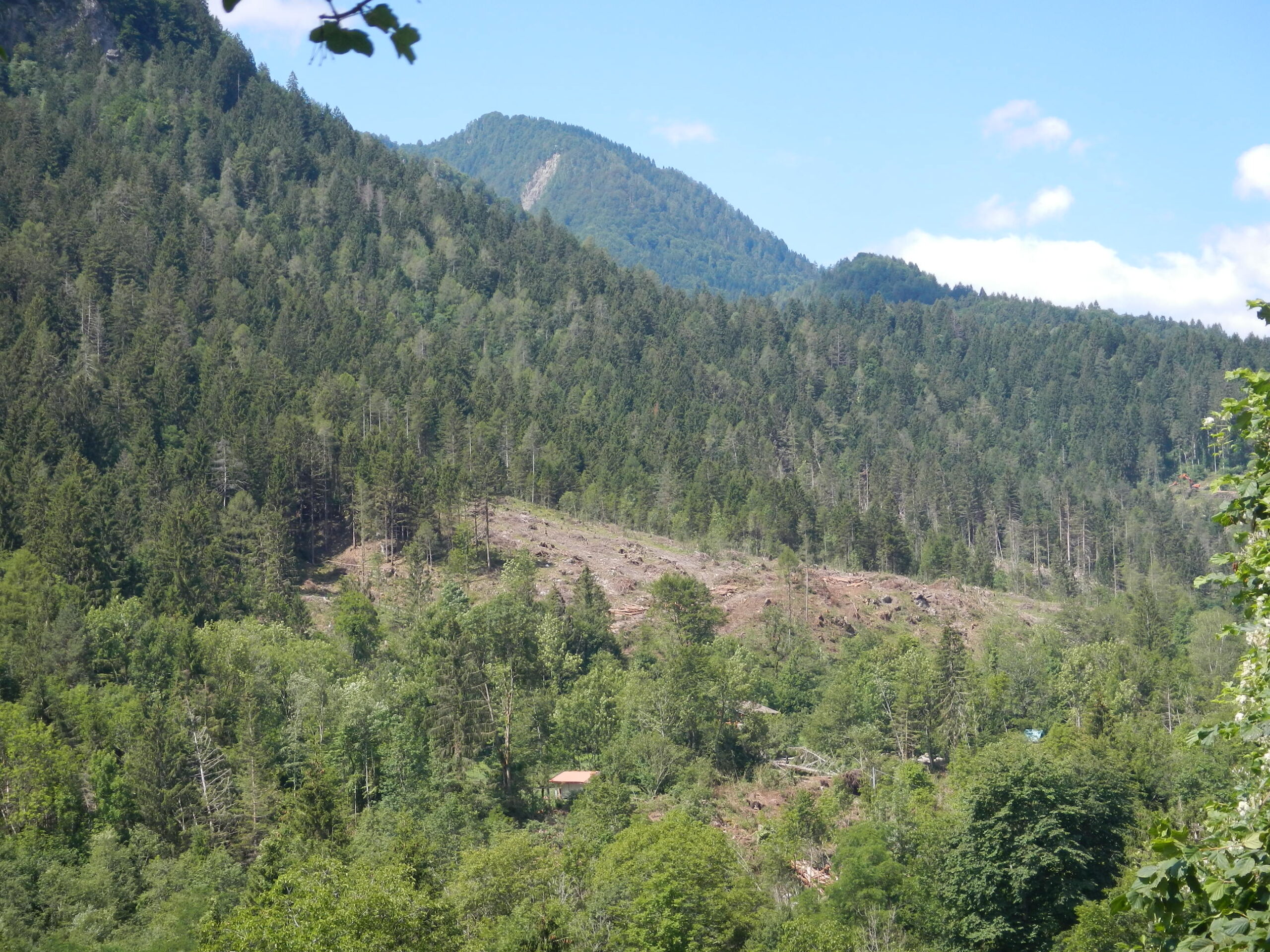 Copertina della pagina Portale “Legno FVG”